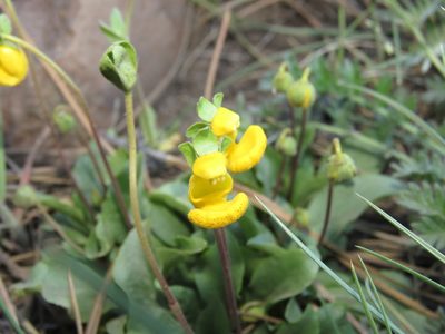 Calceolaria polyrhiza, photographed by Nicolas Olejnik