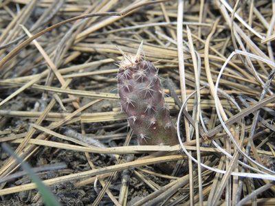 Austrocactus coxii, photographed by Nicolas Olejnik