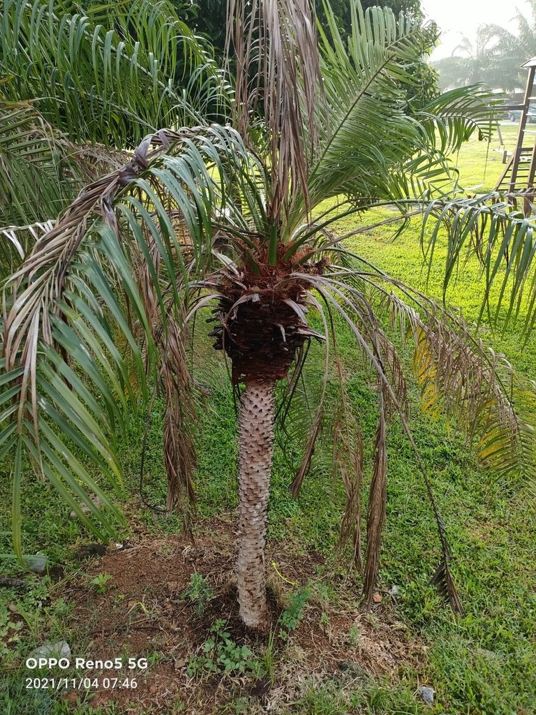 Phoenix roebelenii, photographed by Ong Jyh Seng