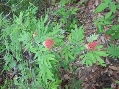 Calliandra hirsuta, photographed by Neptalí Ramírez Marcial