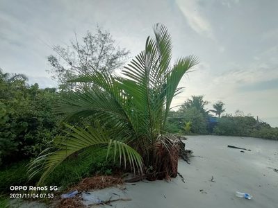 Nypa fruticans, photographed by Ong Jyh Seng