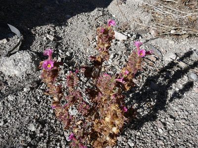Diplacus bigelovii, photographed by khowe