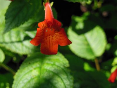 Achimenes pedunculata, photographed by Neptalí Ramírez Marcial
