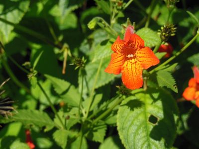 Achimenes pedunculata, photographed by Neptalí Ramírez Marcial