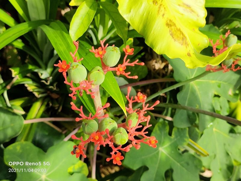 Jatropha podagrica, photographed by Ong Jyh Seng