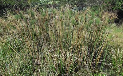 Cyperus giganteus, photographed by Hugo Hulsberg