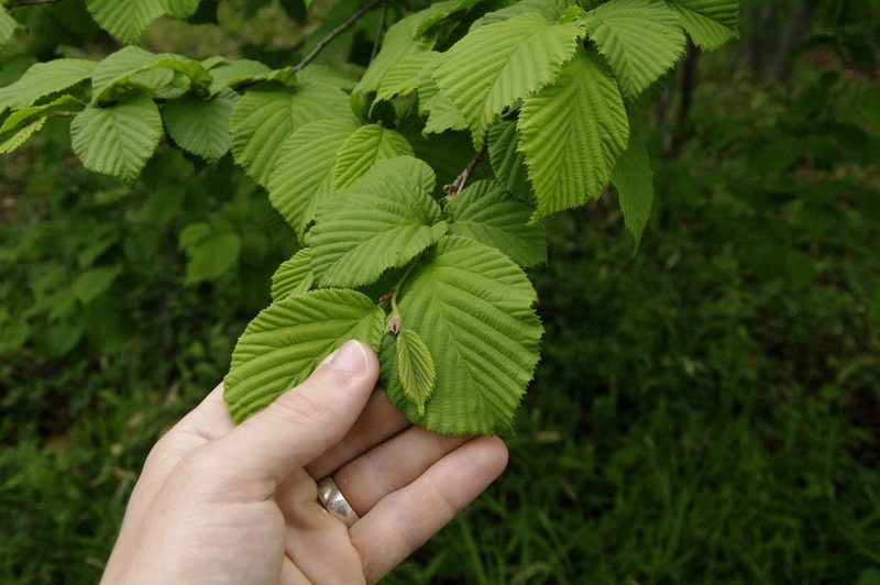 Corylus sieboldiana, photographed by Eric Knight