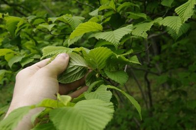 Corylus sieboldiana, photographed by Eric Knight