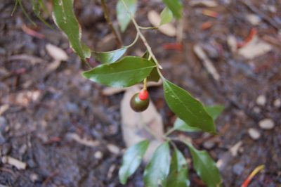 Damburneya salicifolia, photographed by Neptalí Ramírez Marcial