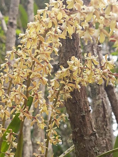 Epidendrum cylindrostachys, photographed by Ángela María Gómez M