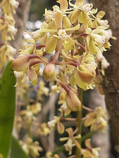 Epidendrum cylindrostachys, photographed by Ángela María Gómez M