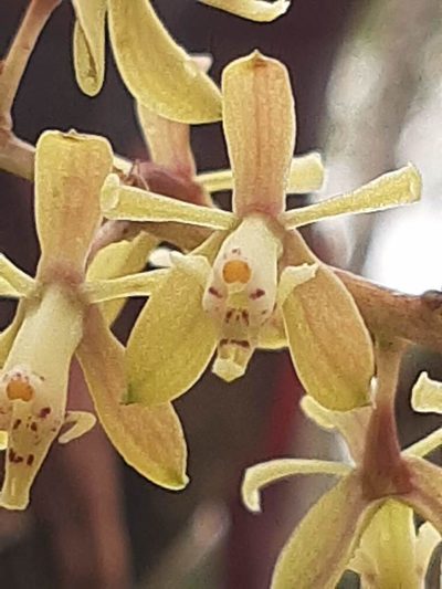 Epidendrum cylindrostachys, photographed by Ángela María Gómez M