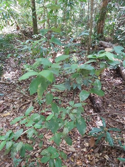 Ixora biflora, photographed by Tim