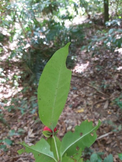 Ixora biflora, photographed by Tim