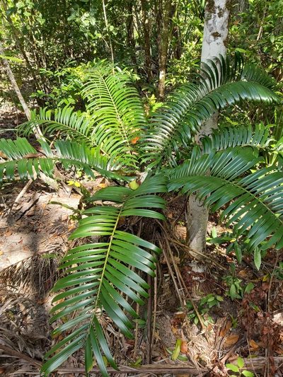 Lepidozamia hopei, photographed by Tim