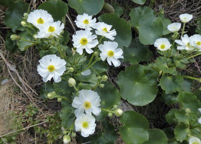 Ranunculus lyallii, photographed by Aalbert Rebergen