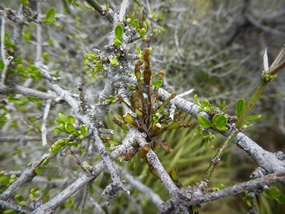 Dendrophthora clavata, photographed by Aalbert Rebergen