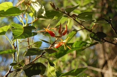 Triumfetta speciosa, photographed by Neptalí Ramírez Marcial