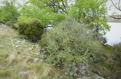 Olearia odorata, photographed by Aalbert Rebergen