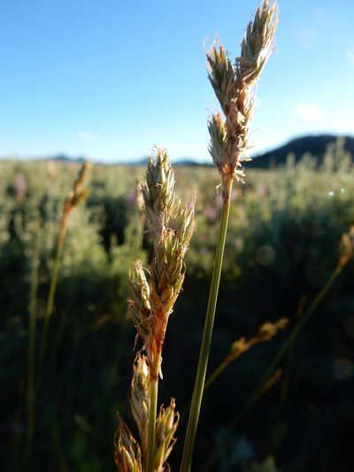 Carex petasata, photographed by Matt Lavin