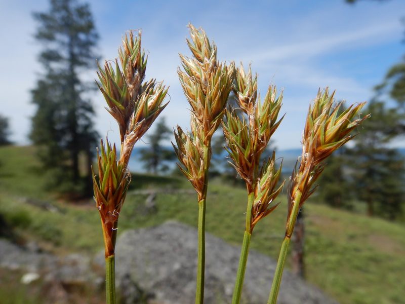 Carex petasata, photographed by Matt Lavin