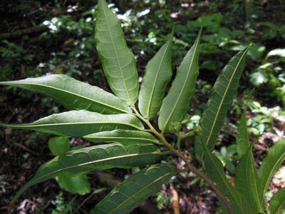 Trophis racemosa, photographed by Neptalí Ramírez Marcial