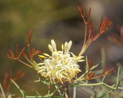 Petrophile divaricata, photographed by Ursina Gringer