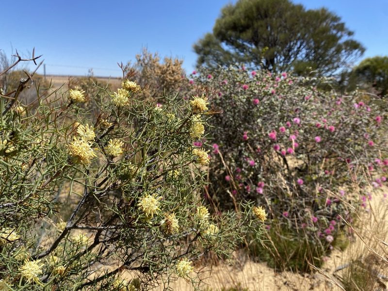 Petrophile divaricata, photographed by Ursina Gringer