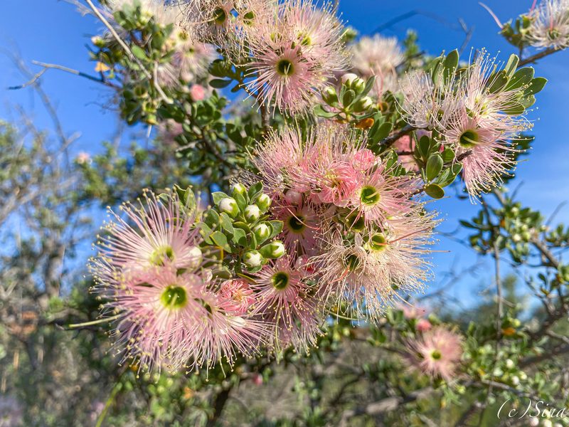 Kunzea pulchella, photographed by Ursina Gringer