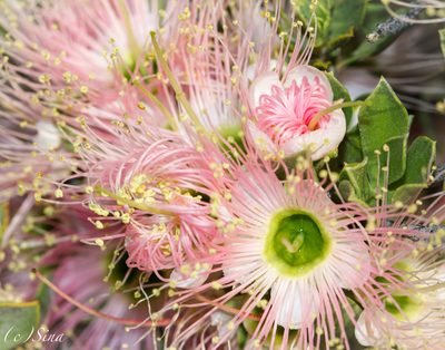 Kunzea pulchella, photographed by Ursina Gringer