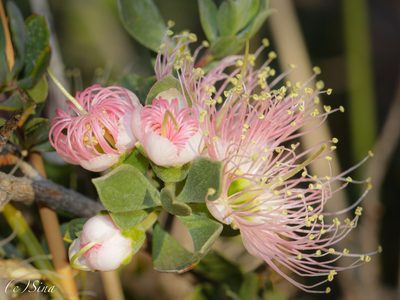 Kunzea pulchella, photographed by Ursina Gringer