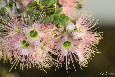 Kunzea pulchella, photographed by Ursina Gringer