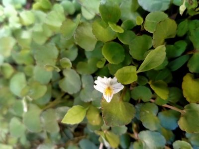 Viola filicaulis, photographed by John Barkla