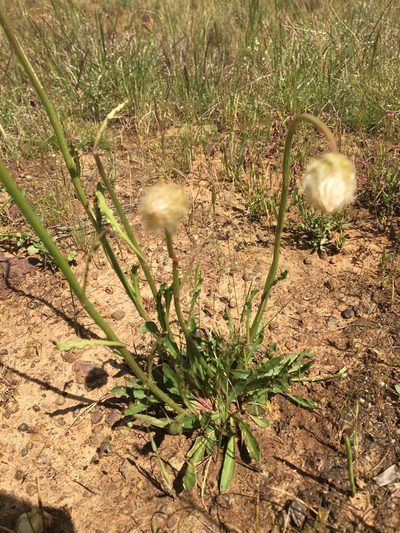 Ptilotus macrocephalus, photographed by Ayesha Burdett