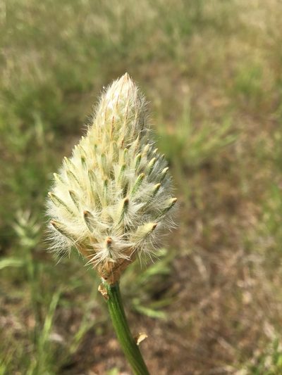 Ptilotus macrocephalus, photographed by Ayesha Burdett
