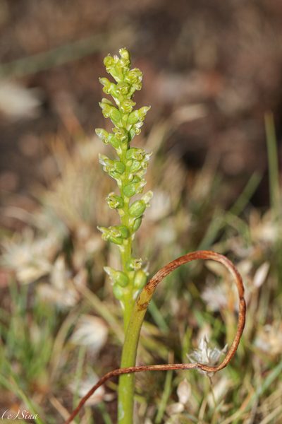 Microtis eremaea, photographed by Ursina Gringer