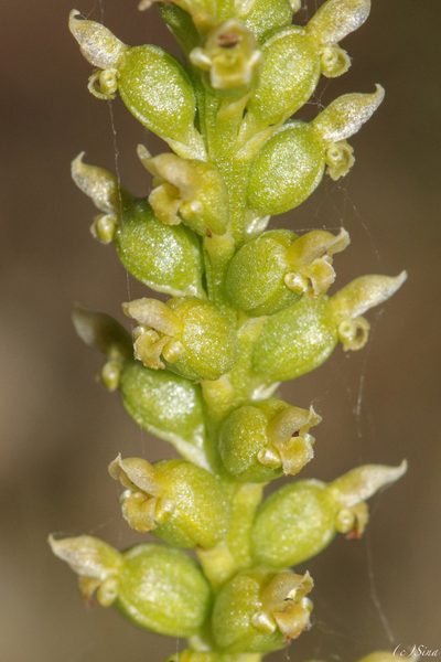 Microtis eremaea, photographed by Ursina Gringer