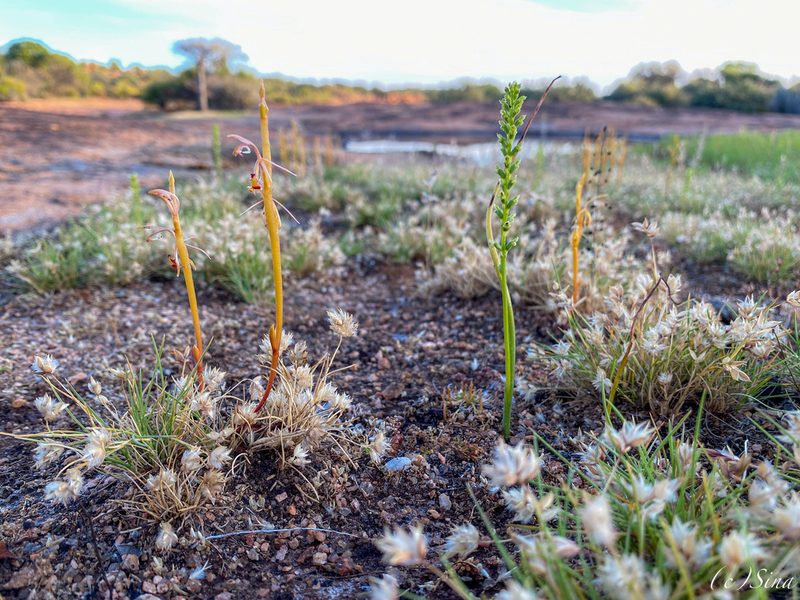 Microtis eremaea, photographed by Ursina Gringer