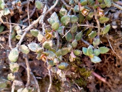 Gonocarpus incanus, photographed by John Barkla