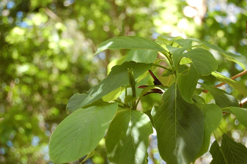 Hauya elegans, photographed by Neptalí Ramírez Marcial