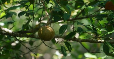 Xylocarpus granatum, photographed by Tim