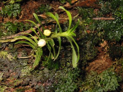 Dichaea graminoides, photographed by Neptalí Ramírez Marcial