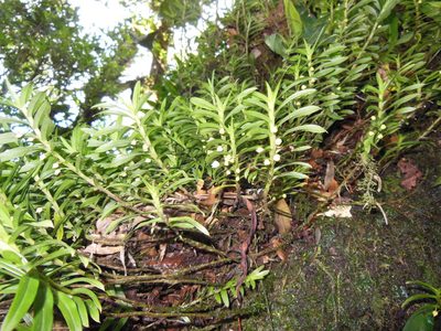 Dichaea graminoides, photographed by Neptalí Ramírez Marcial