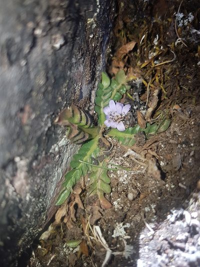 Perezia pinnatifida, photographed by Círculo de Investigación en Taxonomía, Florística y Ecología Vegetal