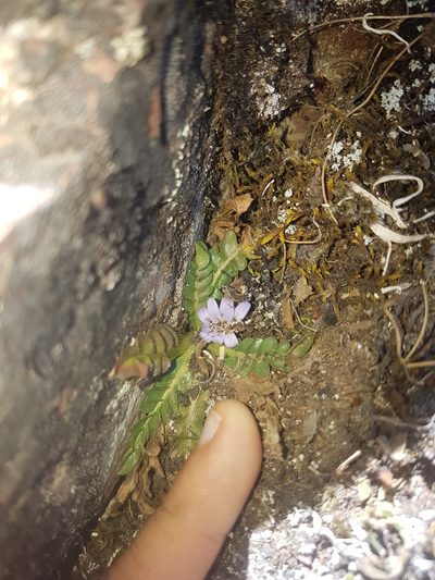 Perezia pinnatifida, photographed by Círculo de Investigación en Taxonomía, Florística y Ecología Vegetal