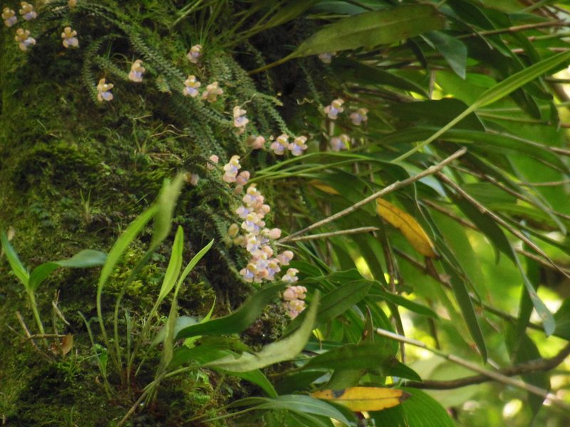 Dichaea squarrosa, photographed by Neptalí Ramírez Marcial