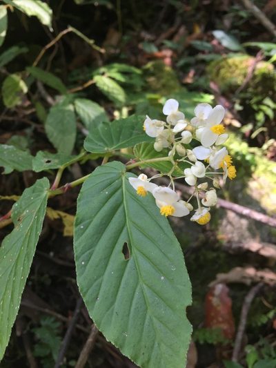 Begonia peruviana, photographed by Círculo de Investigación en Taxonomía, Florística y Ecología Vegetal