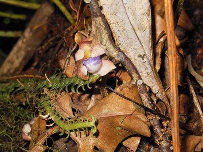 Dichaea squarrosa, photographed by Neptalí Ramírez Marcial