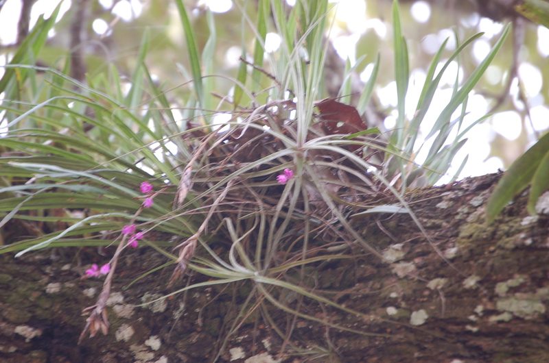 Domingoa purpurea, photographed by Neptalí Ramírez Marcial