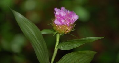Elleanthus capitatus, photographed by Neptalí Ramírez Marcial
